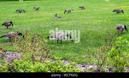 Eine Herde von Kanada Gänse Weiden in einem grünen Feld, Fütterung auf dem Gras. Stockfoto