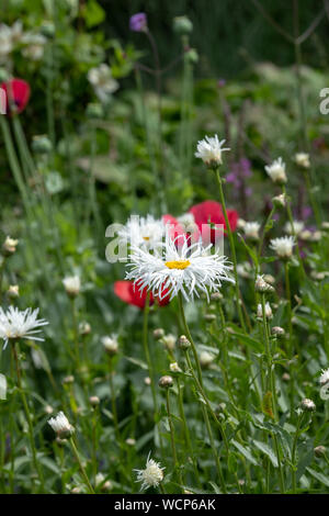 Leucanthemum x 'lilac' Phyllis Smith'. Shasta daisy flower. Marguerite" Phyllis Smith'. Chrysanthemum maximum' Phyllis Smith' Stockfoto