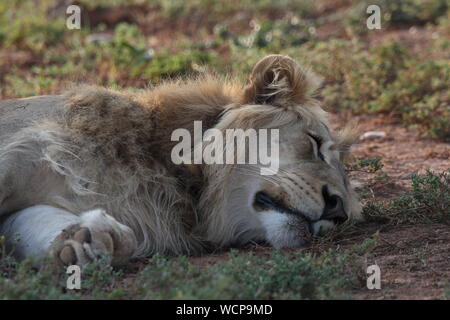 Sleeping Lion, Addo Elephant National Park, Eastern Cape, Südafrika Stockfoto