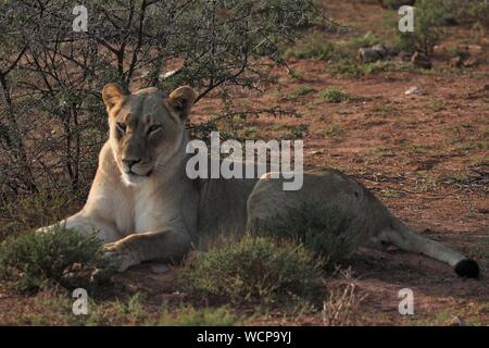 Löwin, Addo Elephant National Park, Eastern Cape, Südafrika Stockfoto