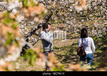 Ein paar Touristen ein Bild von den Kirschblüten im Valdastilla, Valle del Jerte, Caceres, Spanien. Stockfoto