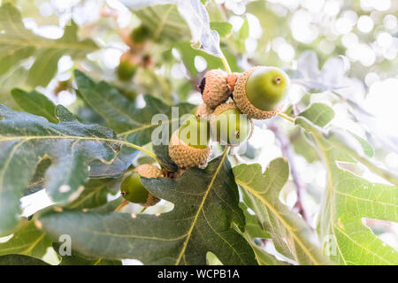 Eicheln wachsen im Sommer auf einer Eiche im Wald an einem sonnigen Tag. Stockfoto