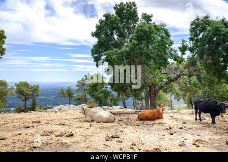 Kühe und Stiere weiden und ruhen auf einer Wiese auf einem spanischen Berg. Stockfoto