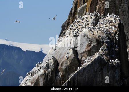 Nordamerika; USA; Alaska; Chiswell Inseln; Tierwelt; Vögel; Seevögel; Schwarz-legged Dreizehenmöwen; Rissa tridactyla; Rookery Stockfoto