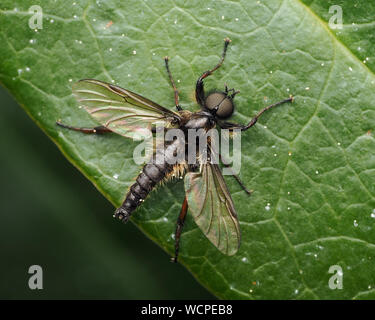 Dorsale Ansicht von Bibio sp Fliegen ruht auf Rhododendron. Tipperary, Irland Stockfoto