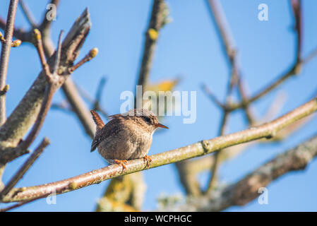 Wren thront auf Ast, in der Nähe Stockfoto