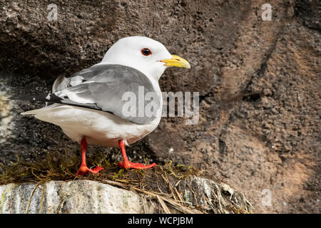 Nordamerika; USA; Alaska; Pribilof Inseln; Tierwelt; Vögel; Seevögel; Red-legged Dreizehenmöwen; Rissa brevirostris; Nestbau Stockfoto