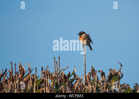 , Schwarzkehlchen saxicola rubicola, auf großen, einzigen Zweig Stockfoto
