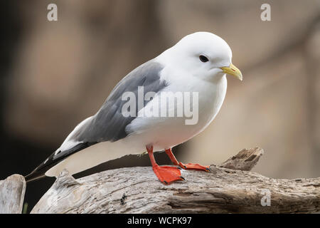 Nordamerika; USA; Alaska; Pribilof Inseln; Tierwelt; Vögel; Seevögel; Red-legged Dreizehenmöwen; Rissa brevirostris; Stockfoto