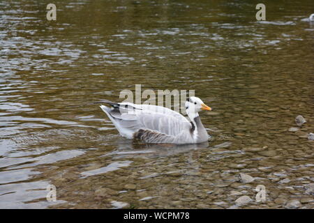 Englischer Garten, München Englischer Garten (München, Deutschland) Stockfoto