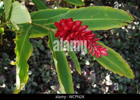 Hawaiian Ingwer Pflanze in Blüte (auch bekannt als Awapuhi-Ula'Ula) Stockfoto