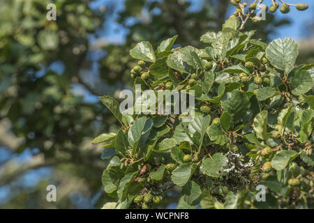 Grüne Kegel/Früchte und Blätter der Gemeinsamen Erle/Alnus glutinosa. Einmal als Heilpflanze in pflanzliche Heilmittel verwendet. Stockfoto