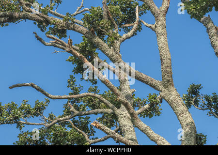 Flechten bewachsenen Baumstamm einer Gemeinsamen Erle/Alnus glutinosa gegen einen blauen Sommerhimmel. Einmal als Heilpflanze in pflanzliche Heilmittel verwendet. Stockfoto