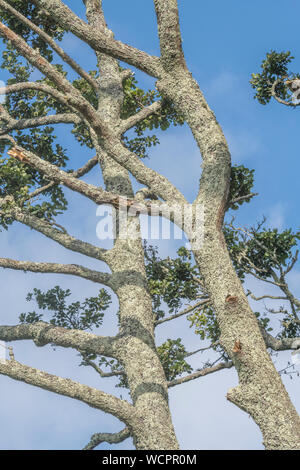 Flechten bewachsenen Baumstamm einer Gemeinsamen Erle/Alnus glutinosa gegen einen blauen Sommerhimmel. Einmal als Heilpflanze in pflanzliche Heilmittel verwendet. Stockfoto