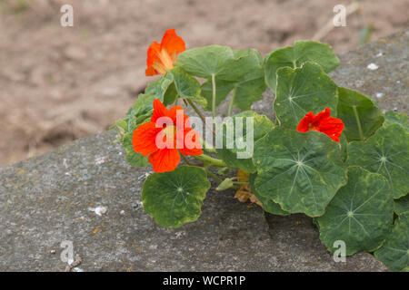 Orange Blüten der kapuzinerkresse Pflanze, in ein wenig Boden unter Beton. Sao Miguel, Azoren, Portugal. Stockfoto