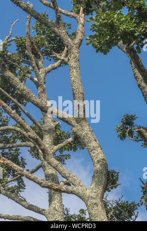 Flechten bewachsenen Baumstamm einer Gemeinsamen Erle/Alnus glutinosa gegen einen blauen Sommerhimmel. Einmal als Heilpflanze in pflanzliche Heilmittel verwendet. Stockfoto