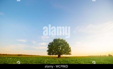 Einsame grüne Eiche Baum im Feld Stockfoto
