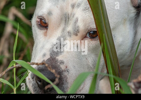 Nahaufnahme des Hundes Gesicht in langen Gras Stockfoto