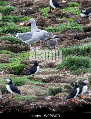 Möwen im Flug und auf dem Boden im Puffin Kolonie Stockfoto