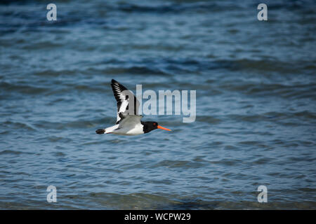 Austernfischer im Flug über dem blauen Meer, Raum für Kopieren. Stockfoto