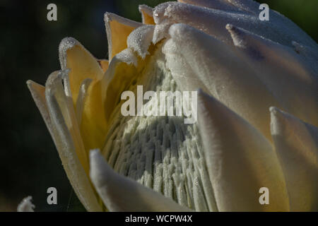 Weiße König Protea Anfang zu öffnen. Stockfoto