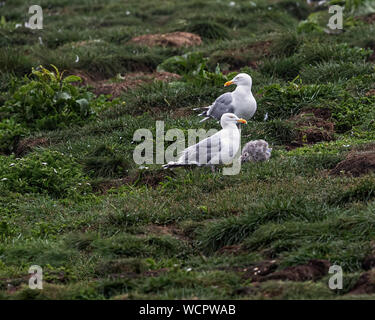 Möwen im Flug und auf dem Boden im Puffin Kolonie Stockfoto