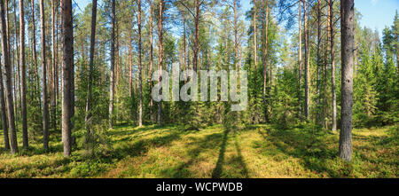 Panoramablick von Nadelwald im Sommer Stockfoto
