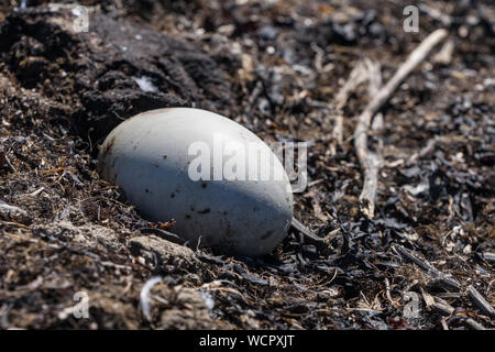 Swan Eier in ein Nest von Schilf, natürliche Umwelt Hintergrund. Cygnus. Stockfoto