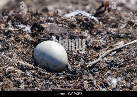 Swan Eier in ein Nest von Schilf, natürliche Umwelt Hintergrund. Cygnus. Stockfoto