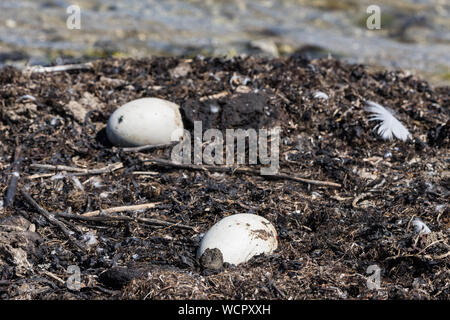 Swan Eier in ein Nest von Schilf, natürliche Umwelt Hintergrund. Cygnus. Stockfoto