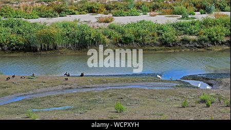 Enten und Reihern auf der Alameda Creek, Kalifornien Stockfoto