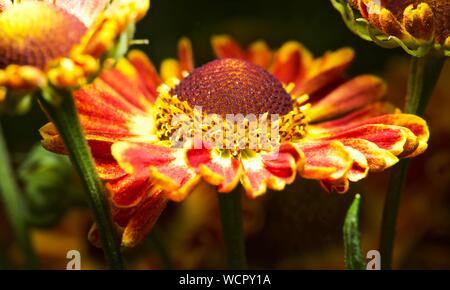 Helenium autumnale 'Fuego' Stockfoto