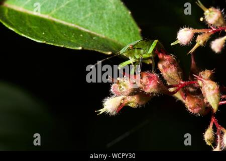 Grünes Schild Bug (Palomena Prasina) Stockfoto