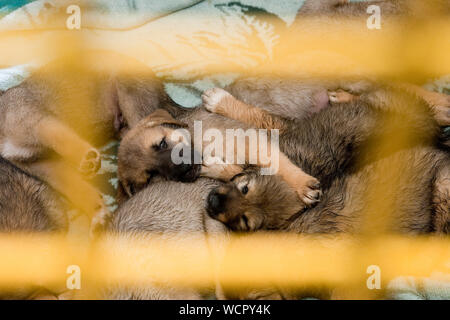 Welpen Hunde im Tierheim hinter das Gehäuse Stockfoto