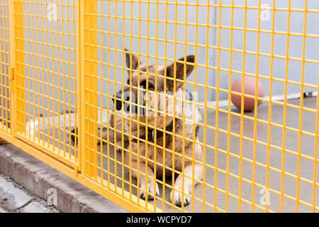 Hund im Tierheim hinter das Gehäuse Stockfoto