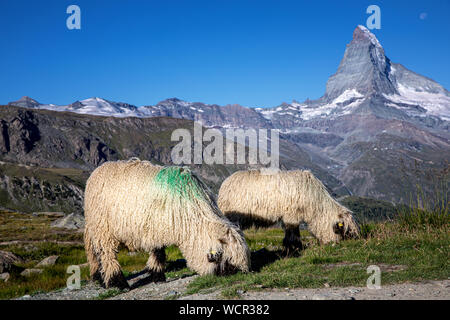 Wallis schwarze Nase Schafe am Fuße des Matterhorn, Zermatt, Wallis, Schweiz Stockfoto