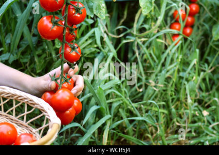 Kind Hand abreißen Tomaten und faltet es in Weidenkorb. Rote Tomaten im Garten wachsenden Reif. Im Freien. Stockfoto