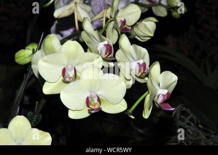 Weiße Phaleonopsis Orchideen Stockfoto
