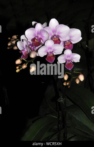 Rosa und weiße Phaleonopsis Orchideen auf schwarzem Hintergrund Stockfoto