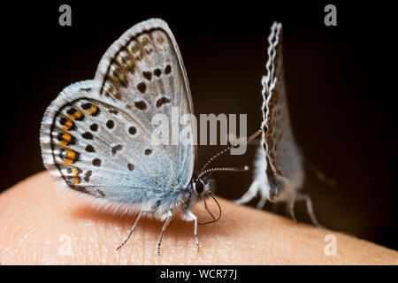 Plebeius idas. Schmetterling Hochzeit Tanz auf der Hand Stockfoto