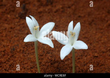 Zwei kleine weiße Blüten in Tamil Nadu, Südindien. Stockfoto