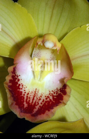 Extreme Nahaufnahme von Cymbidium Orchidee Stockfoto