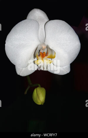 Weiße Phaleonopsis Orchideen taisuco auf schwarzem Hintergrund Stockfoto