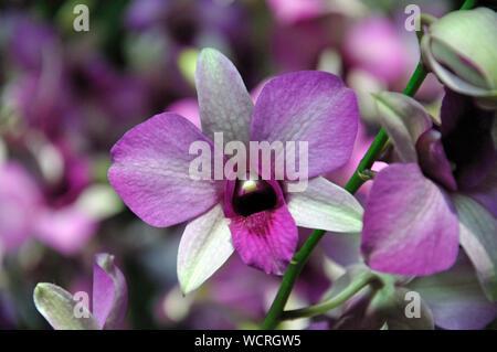 Weiß und lila Orchideen auf dem Display Stockfoto