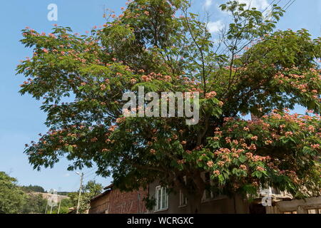 Albizia julibrissin Durazz oder Persischen, Mimosa Tree mit schönen Blumen in Sredna Gora Gebirge, Bulgarien Stockfoto