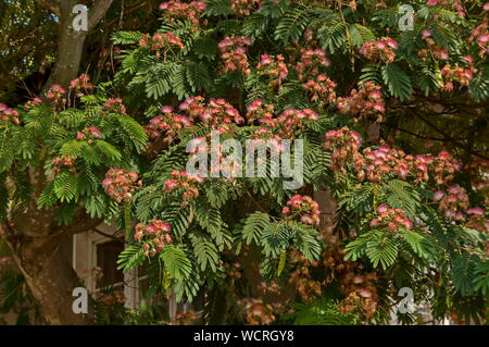 Albizia julibrissin Durazz oder Persischen, Mimosa Tree mit schönen Blumen in Sredna Gora Gebirge, Bulgarien Stockfoto