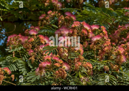 Albizia julibrissin Durazz oder Persischen, Mimosa Tree mit schönen Blumen in Sredna Gora Gebirge, Bulgarien Stockfoto