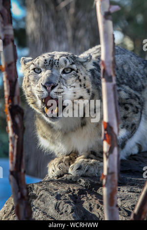 Snow Leopard (Panthera uncia) männlich stehen auf Rock, gefangen. Stockfoto