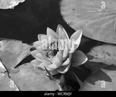 Monochrome Seerose Bild Stockfoto