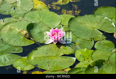Rosa Seerose und Seerosen Stockfoto